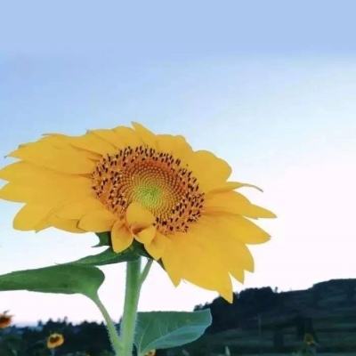 波胆app官网app下载