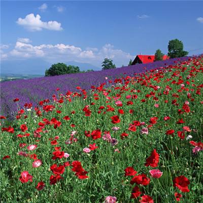 欢乐斗牛腾讯截图